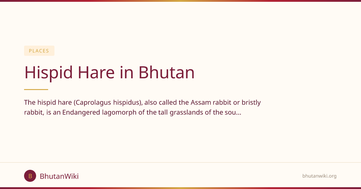 Hispid Hare in Bhutan | BhutanWiki